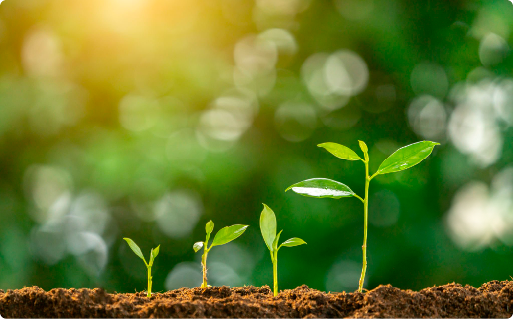 光の中で土から芽吹く数本の若葉のイメージ。