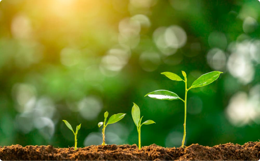 光の中で土から芽吹く数本の若葉のイメージ。