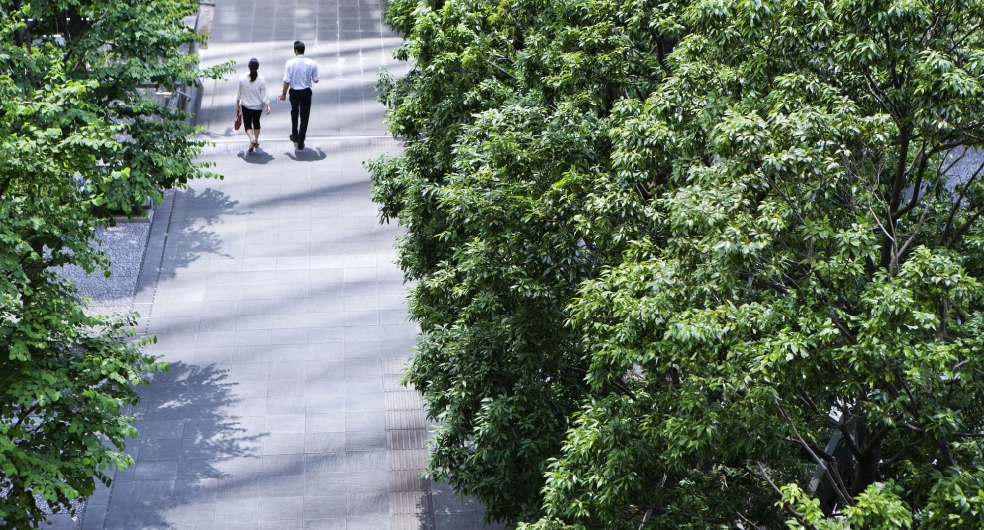 並木道を歩く男女の後ろ姿のイメージ。