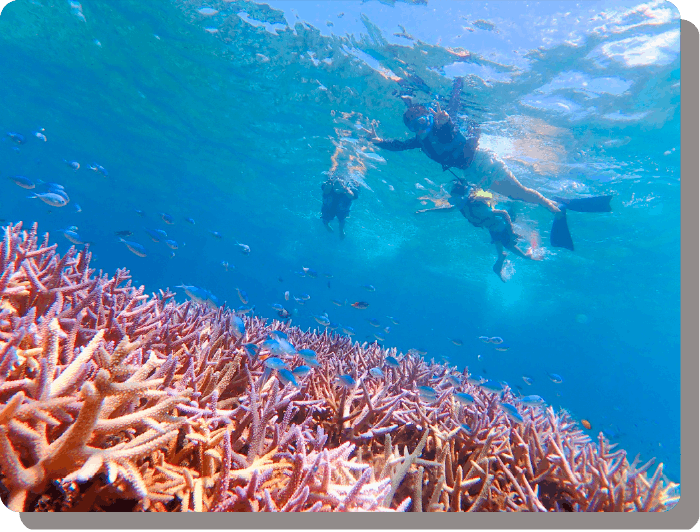 サンゴ礁を眺めるダイバーのイメージ