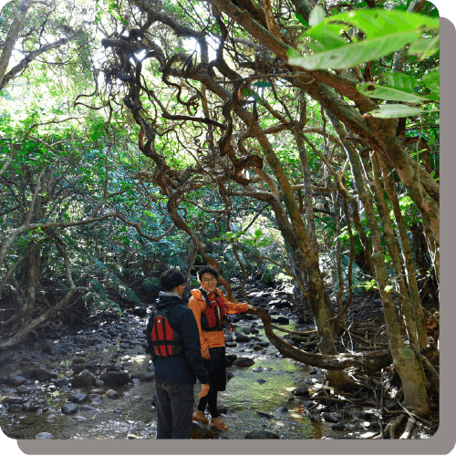 マングローブの木に触れながら、アクティビティを楽しむ男性のイメージ